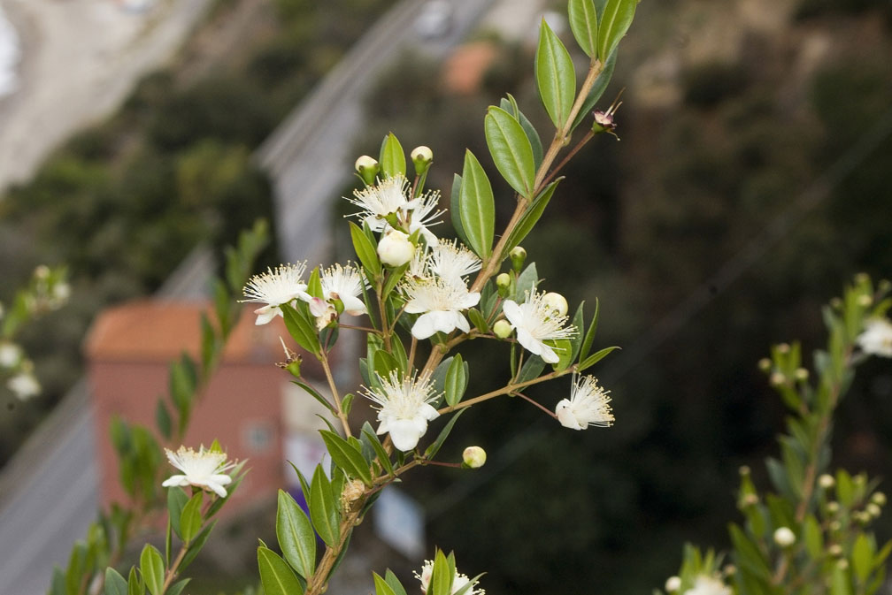 Myrtus communis / Mirto